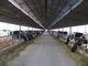sistemas de capítulo de acero Pre-dirigidos que crían la vaca/el caballo con los paneles del tejado proveedor