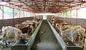 Sistemas de acero prefabricados durables de la vaca que enmarcan/del caballo con la alta utilización flexible del espacio proveedor